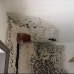 Mold issues